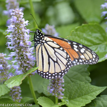Monarch Butterfly - (Danaus plexippus) Anise Hyssop Lavender - (Agastache foeniculum)